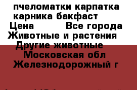 пчеломатки карпатка карника бакфаст F-1 › Цена ­ 800 - Все города Животные и растения » Другие животные   . Московская обл.,Железнодорожный г.